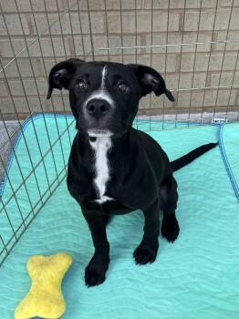 Shirley -  Black Labrador Retriever Dog for Adoption in Greensboro, Georgia - Shirley | PetCurious