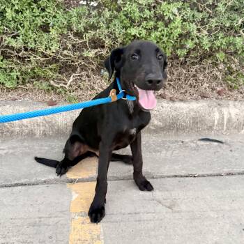 Archie -  Labrador Retriever and Pointer Dog for Adoption in Harlingen, Texas - Archie | PetCurious
