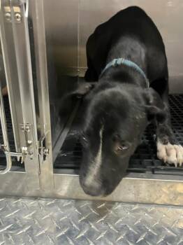 FIJI -  Labrador Retriever and Mixed Breed Dog for Adoption in Dallas, Texas - FIJI | PetCurious