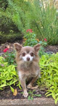 Rescue Pomeranian and Chihuahua Dogs for Adoption in Hazelwood, Missouri - Star | PetCurious