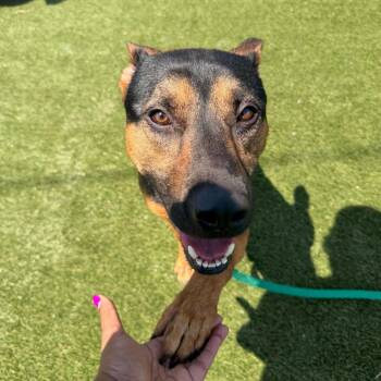 Kaid -  Mixed Breed Dog for Adoption in Philadelphia, Pennsylvania - Kaid | PetCurious