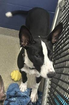 Iris 4 months AVAILABLE 7/24 -  Mixed Breed Dog for Adoption in Sterling, Massachusetts - Iris 4 Months AVAILABLE 7/24 | PetCurious