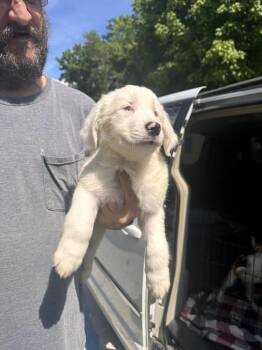 Coconut -  Border Collie and Cattle Dog Dog for Adoption in Lawrenceburg, Tennessee - Coconut | PetCurious
