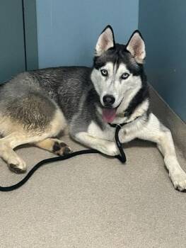 Siberian Husky Dogs Available for Adoption in Newton, North Carolina - KENZO | PetCurious