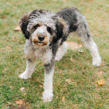 Rescue Standard Poodle Dogs for Adoption in Northbrook, Illinois - Mrs. Wiggles | PetCurious