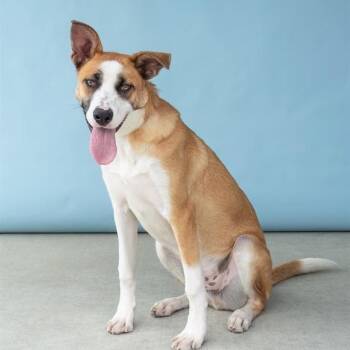 German Shepherd Dog and Cattle Dog Dogs Available for Adoption in Long Beach, California - Bandi | PetCurious