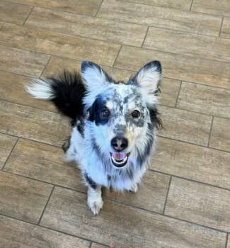 Border Collie Dogs Available for Adoption - Cullen | PetCurious