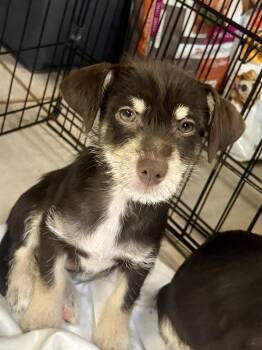 TAYLOR -  Terrier Dog for Adoption in Margate, Florida - TAYLOR | PetCurious