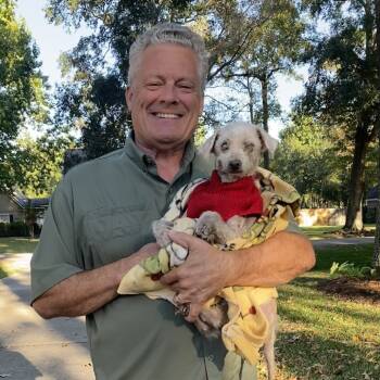 Rescue Poodle Dogs for Adoption in Houston, Texas - Hida | PetCurious