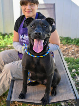 Rescue Mixed Breed Dogs for Adoption in Chamblee, Georgia - Brodie | PetCurious