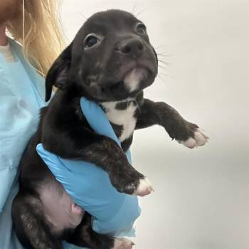 A808501 -  American Staffordshire Terrier Dog for Adoption in San Antonio, Texas - A808501 | PetCurious