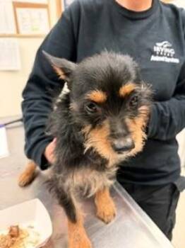 Yorkshire Terrier Dogs Available for Adoption in Portland, Maine - Mickey | PetCurious