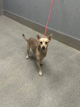 JACK KELLY -  Chihuahua Dog for Adoption in Las Vegas, Nevada - JACK KELLY | PetCurious