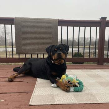 Nova -  Rottweiler and Mixed Breed Dog for Adoption in Wichita, Kansas - Nova | PetCurious