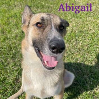 Rescue Anatolian Shepherd Dogs for Adoption in Spring, Texas - Abigail | PetCurious