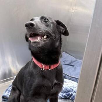 Ridge -  Mixed Breed Dog for Adoption in Knoxville, Tennessee - Ridge | PetCurious