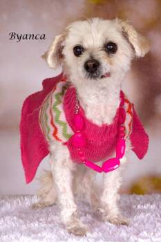 Maltese and Shepherd Dogs Available for Adoption in Gilbert, Arizona - Byanca | PetCurious
