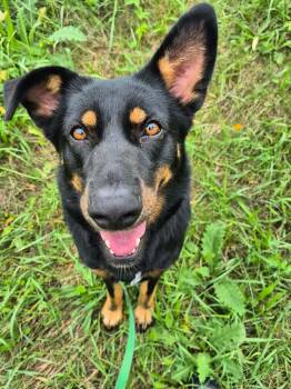 Bertie -  Black And Tan Coonhound Dog for Adoption in Oregon, Wisconsin - Bertie | PetCurious