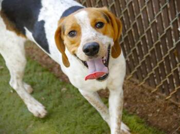 ROCKY STEWART -  Treeing Walker Coonhound and Mixed Breed Dog for Adoption in Tallahassee, Florida - ROCKY STEWART | PetCurious