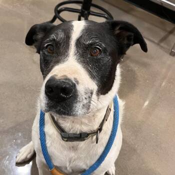 Ben -  Hound and Pit Bull Terrier Dog for Adoption in Washburn, Missouri - Ben | PetCurious