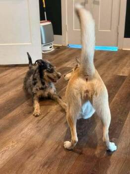 Snickerdoodle -  Terrier Dog for Adoption in Dallas, Texas - Snickerdoodle | PetCurious