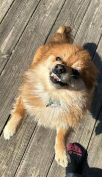 Chip - Pending Adoption -  Pomeranian Dog for Adoption - Chip - Pending Adoption | PetCurious