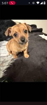 Chihuahua and Dachshund Dogs Available for Adoption - Amber | PetCurious