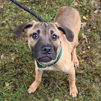 Johnny -  Mixed Breed Dog for Adoption in Greensboro, North Carolina - Johnny | PetCurious