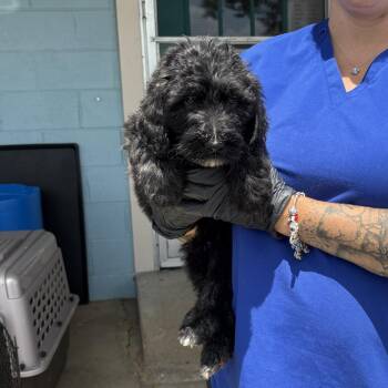 Murphy -  Poodle and Sheep Dog Dog for Adoption in Jefferson City, Tennessee - Murphy | PetCurious