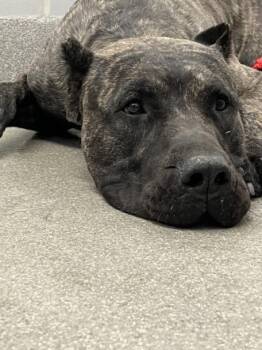 SILAS -  Cane Corso Dog for Adoption in Las Vegas, Nevada - SILAS | PetCurious