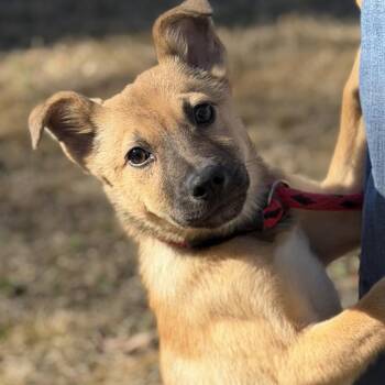 Shepherd Dogs Available for Adoption - Bebe | PetCurious