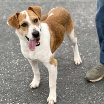 Terrier Dogs Available for Adoption - Dallas (URGENT) | PetCurious