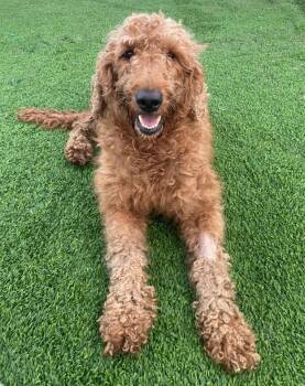 Standard Poodle Dogs Available for Adoption in Grand Bay, Alabama - Bunny | PetCurious