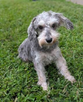 Sherrie -  Schnauzer Dog for Adoption in Alafaya, Florida - Sherrie | PetCurious
