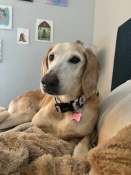 Rescue Hound Dogs for Adoption in New Bern, North Carolina - Pipsqueak | PetCurious