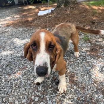 07/14/2026-Stray-ChantileerTrail -  Mixed Breed Dog for Adoption in Columbus, Georgia - 07/14/2026-Stray-ChantileerTrail | PetCurious