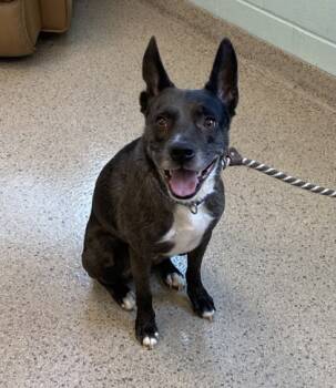 Rescue Cattle Dog and Mixed Breed Dogs for Adoption in Fishers, Indiana - Rizzo | PetCurious