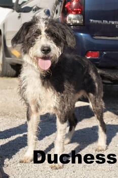 Rescue Poodle Dogs for Adoption in Macomb, Illinois - Duchess | PetCurious
