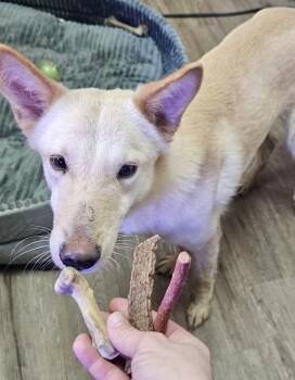Rescue Shepherd Dogs for Adoption in Pocatello, Idaho - Bubbles | PetCurious