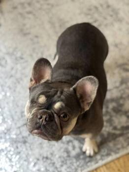 Rescue French Bulldog Dogs for Adoption in Bonney Lake, Washington - SONIC WIGGLESON | PetCurious