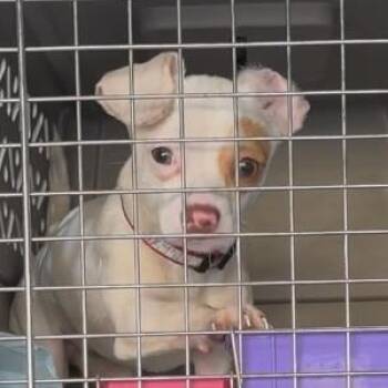 Chihuahua Dogs Available for Adoption - January | PetCurious