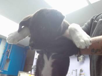 Labrador Retriever and Mixed Breed Dogs Available for Adoption - SANDY | PetCurious