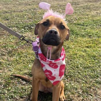 Hound and Boxer Dogs Available for Adoption - Lucy | PetCurious