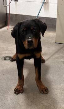 SCOUT -  Rottweiler and Mixed Breed Dog for Adoption - SCOUT | PetCurious