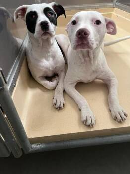 Pit Bull Terrier Dogs Available for Adoption - Angel | PetCurious