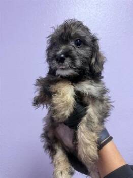 61771128 -  Terrier and Mixed Breed Dog for Adoption in El Paso, Texas - 61771128 | PetCurious