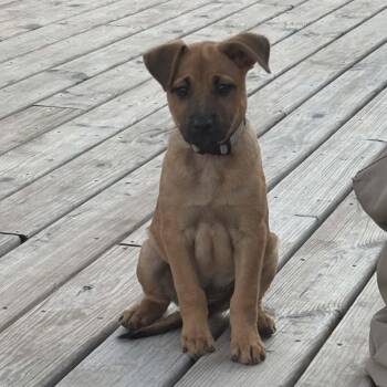 German Shepherd Dog and Black Mouth Cur Dogs Available for Adoption - Faith The Shepherd Mix Puppy | PetCurious