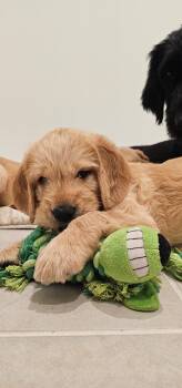 Baker -  Labrador Retriever and Standard Poodle Dog for Adoption in Valrico, Florida - Baker | PetCurious