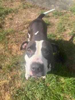 Lizzie -  Pit Bull Terrier Dog for Adoption in Watertown, New York - Lizzie | PetCurious