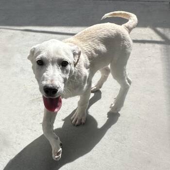 Mixed Breed Dogs Available for Adoption - Poppy | PetCurious
